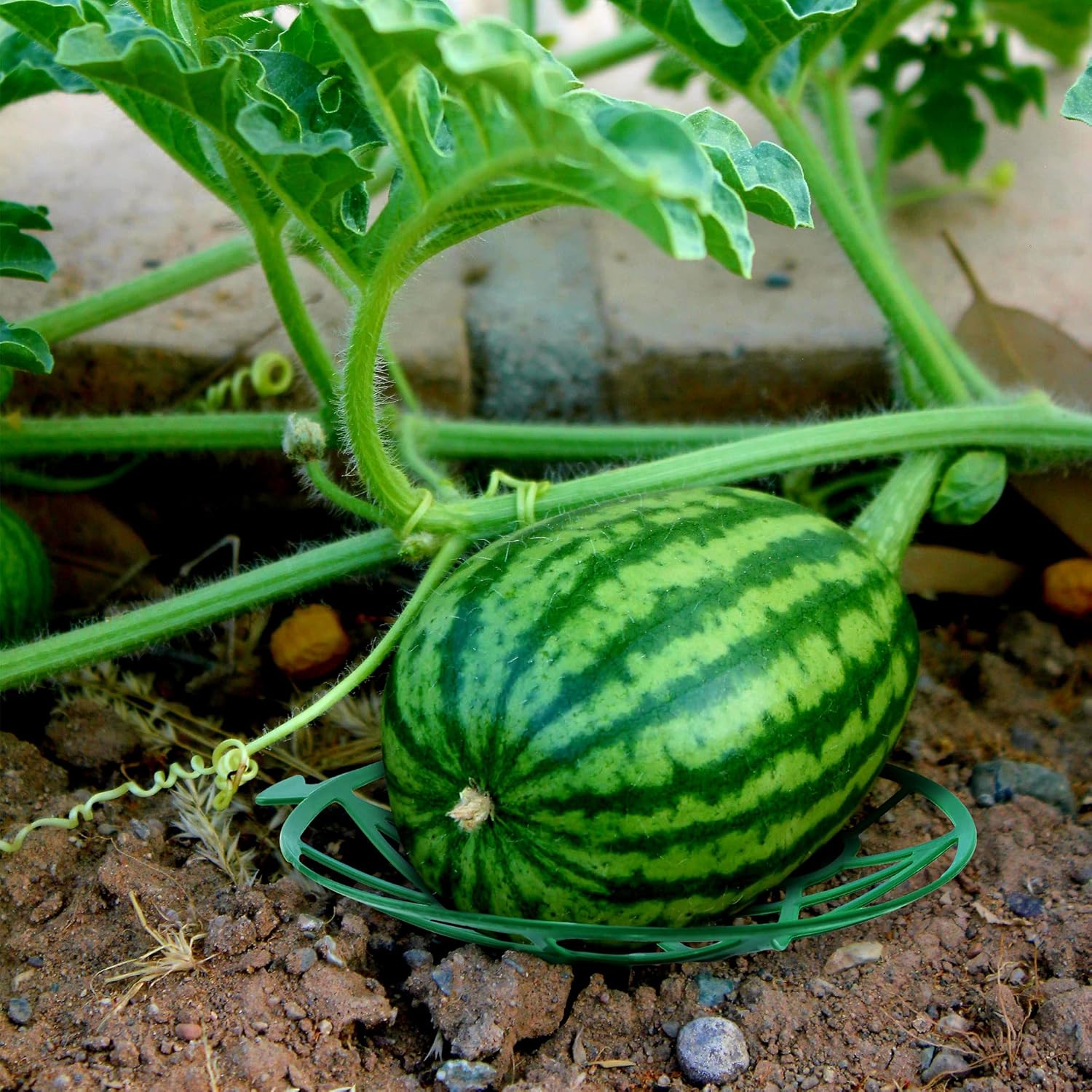 Plant Melon Supports Cages Cradles Trellis for Watermelon, Cantaloupe, Pumpkins, Strawberries Avoid Ground Rot (15, Green)