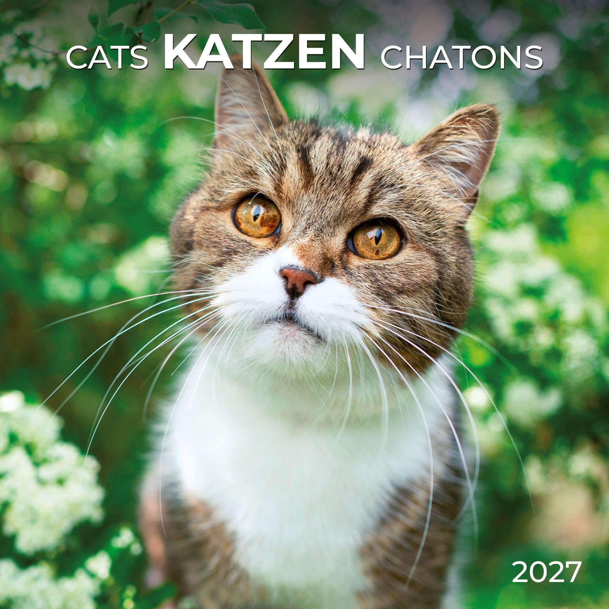 Katzen / Cats 2027: Kalender 2027