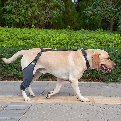 Miniatura 7 de IN HAND Rodillera para perro, 8 tamaños de codo canino para perro, soporte inmovilizador de rodilla con tiras de metal, ayuda al perro a mantener la
