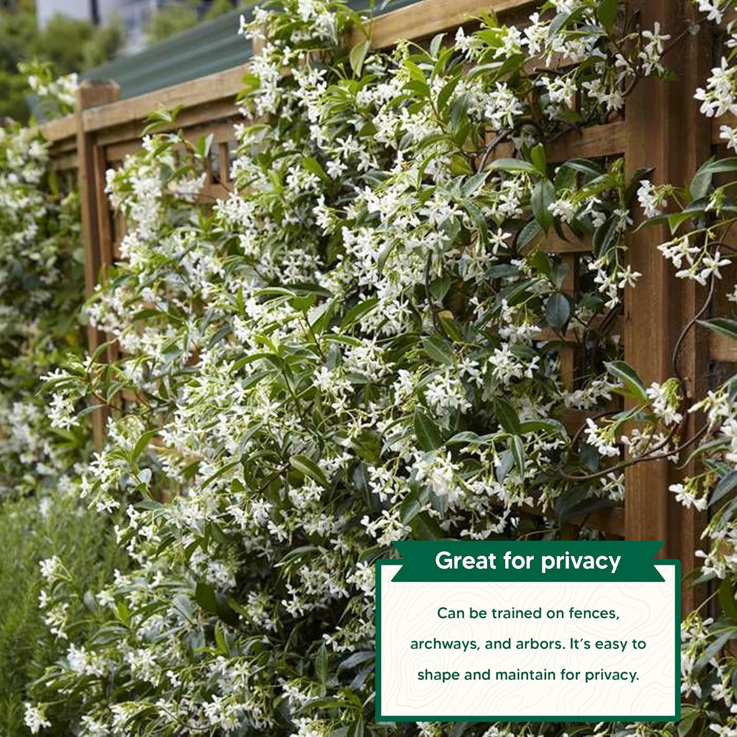 Confederate Jasmine - 1 Gallon - Includes Planting kit (1 Gallon)