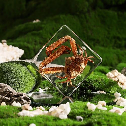 Miniatura 4 de Cangrejo de taxidermia, especímenes de cangrejo real, espécimen de animales en resina para educación científica en el aula, gran regalo