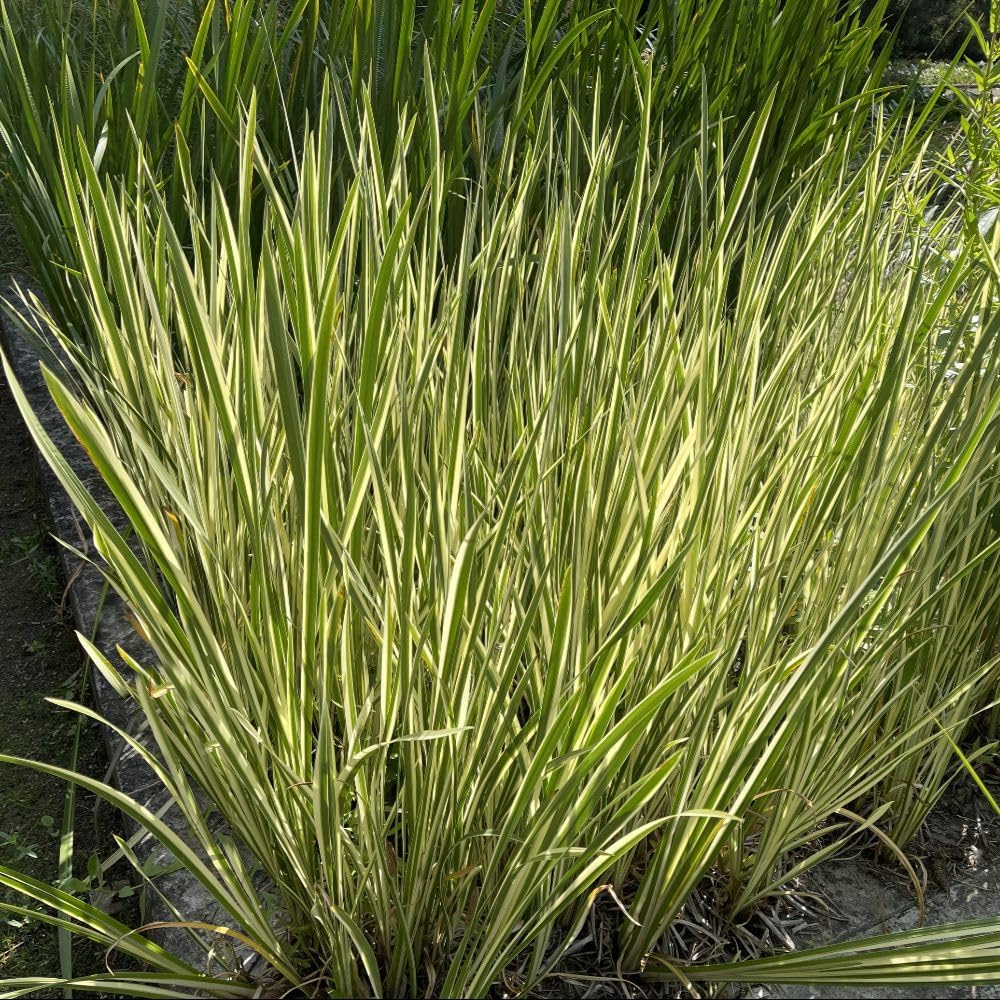 Miscanthus sinensis Yakushima Dwarf Ornamental Grass - Compact & Elegant Foliage, Silvery-Pink Plumes, Ideal for Borders & Containers - 1 x 3 Litre Pot, Thompson & Morgan