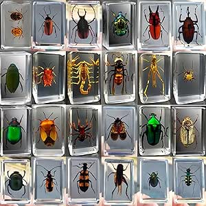 KSVMOAG 12 Pcs Insect Specimens in Resin Collection Paperweights ...