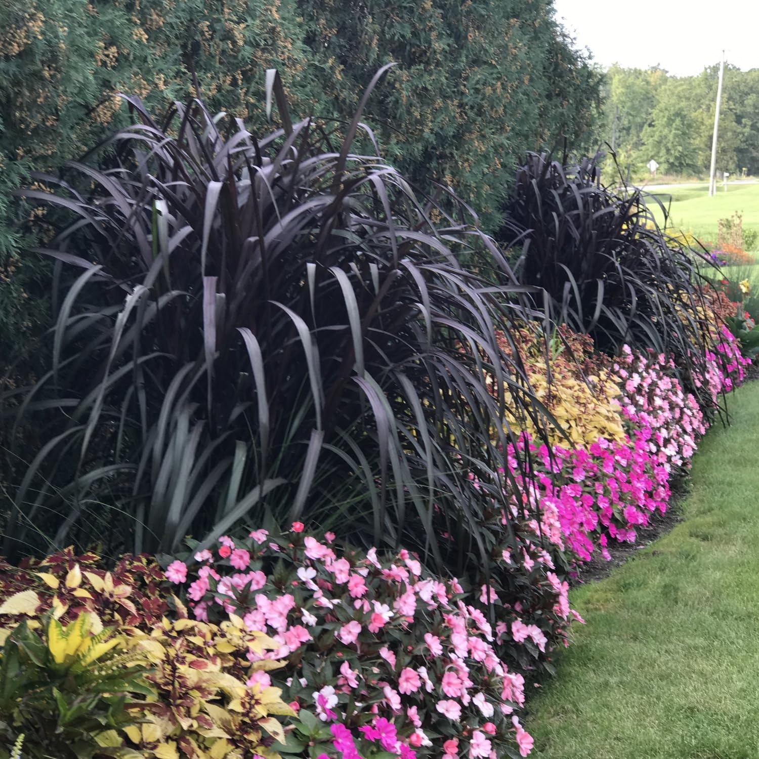 Purple Fountain Grass Plant Purple Pampas Grass Lowes Purple