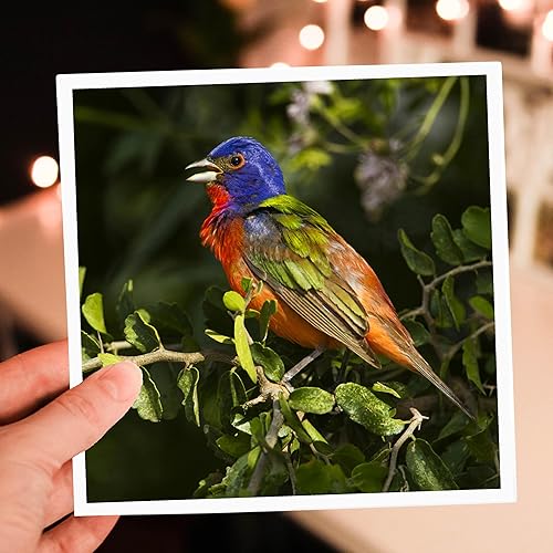 Miniatura 7 de 3dRose Tarjetas de felicitación, 6 x 6 pulgadas, paquete de 6, banderines pintados con pájaros machos cantando (gc_147133_1)