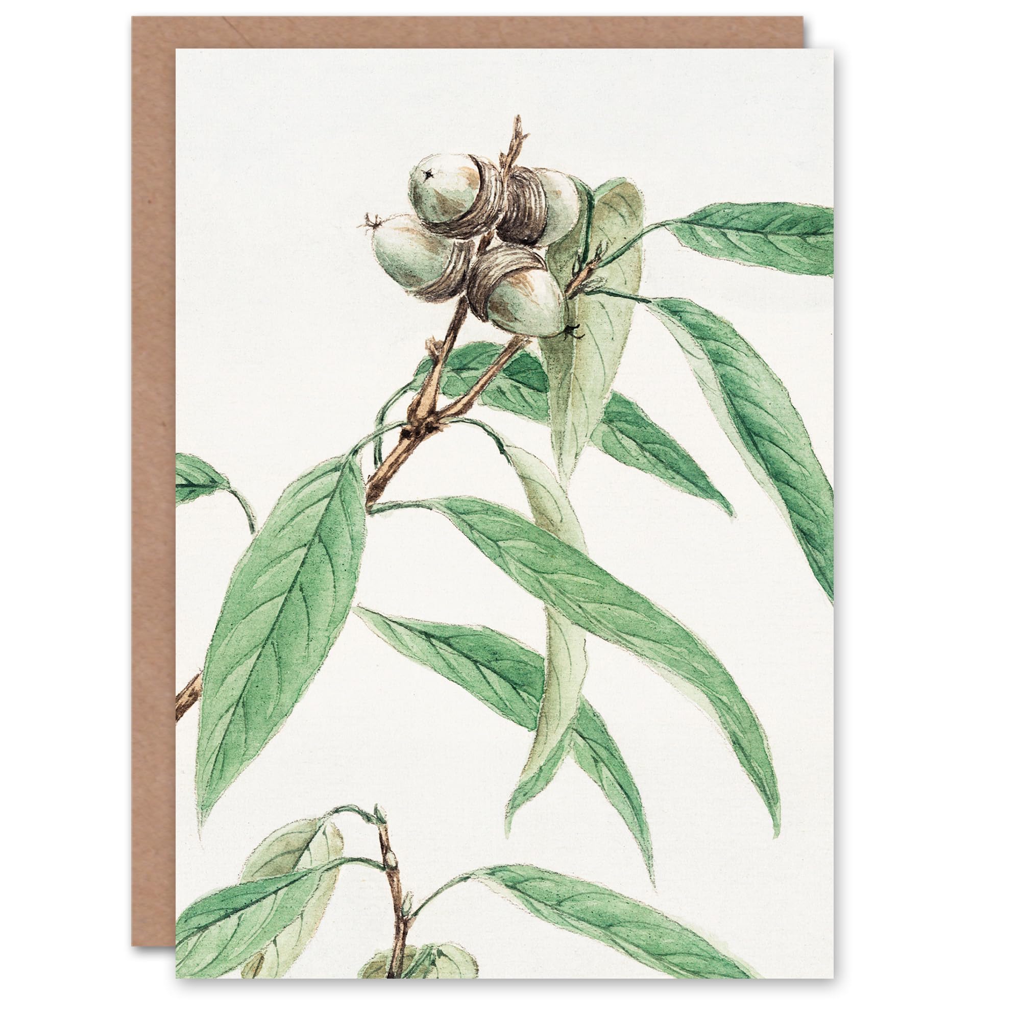 Artery8 Megata Morikaga Art Card Acorns On Oak Tree Botanical