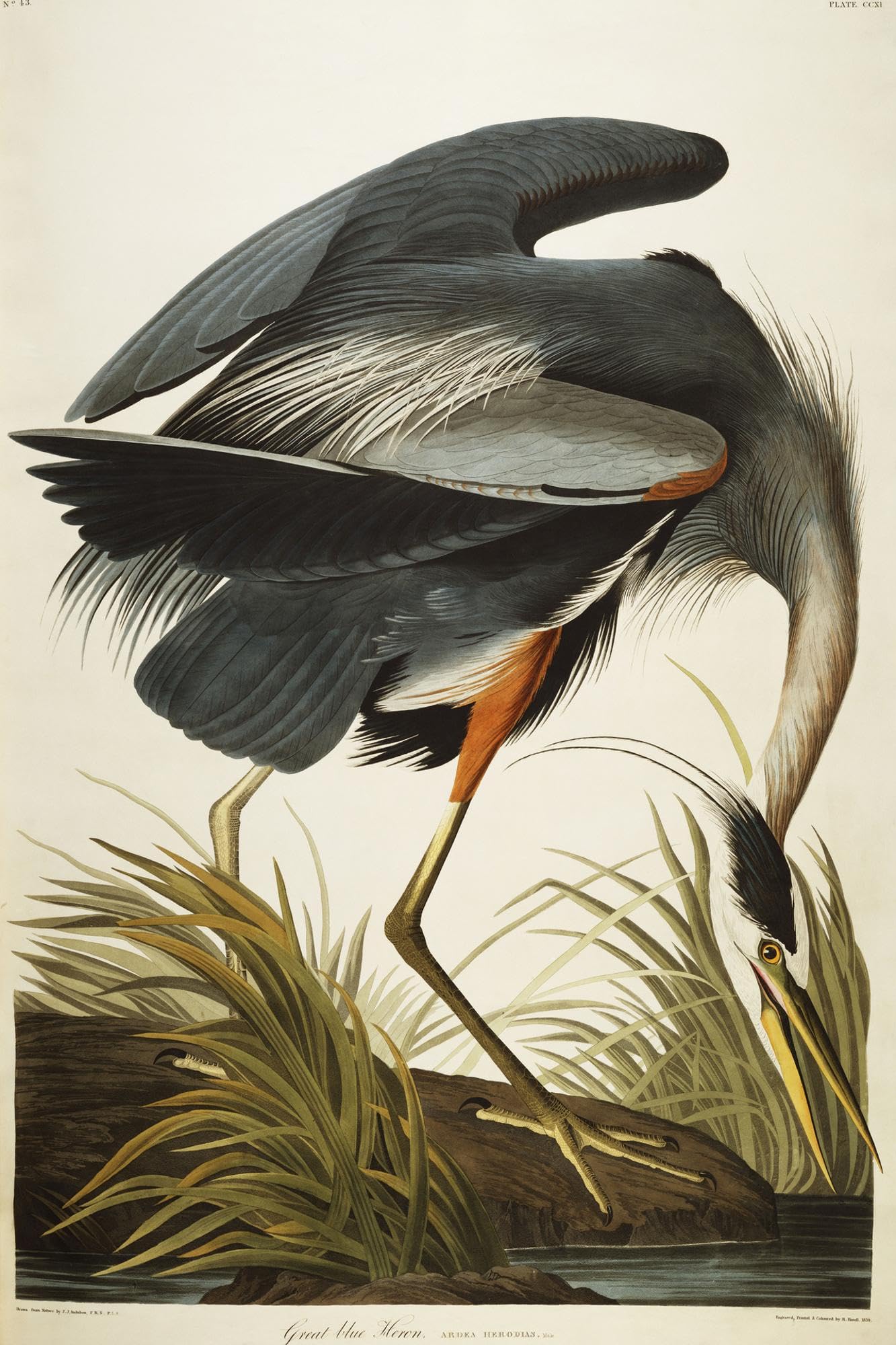 Wall Giclee Print Great Blue Heron by John James Audubon, 24x36