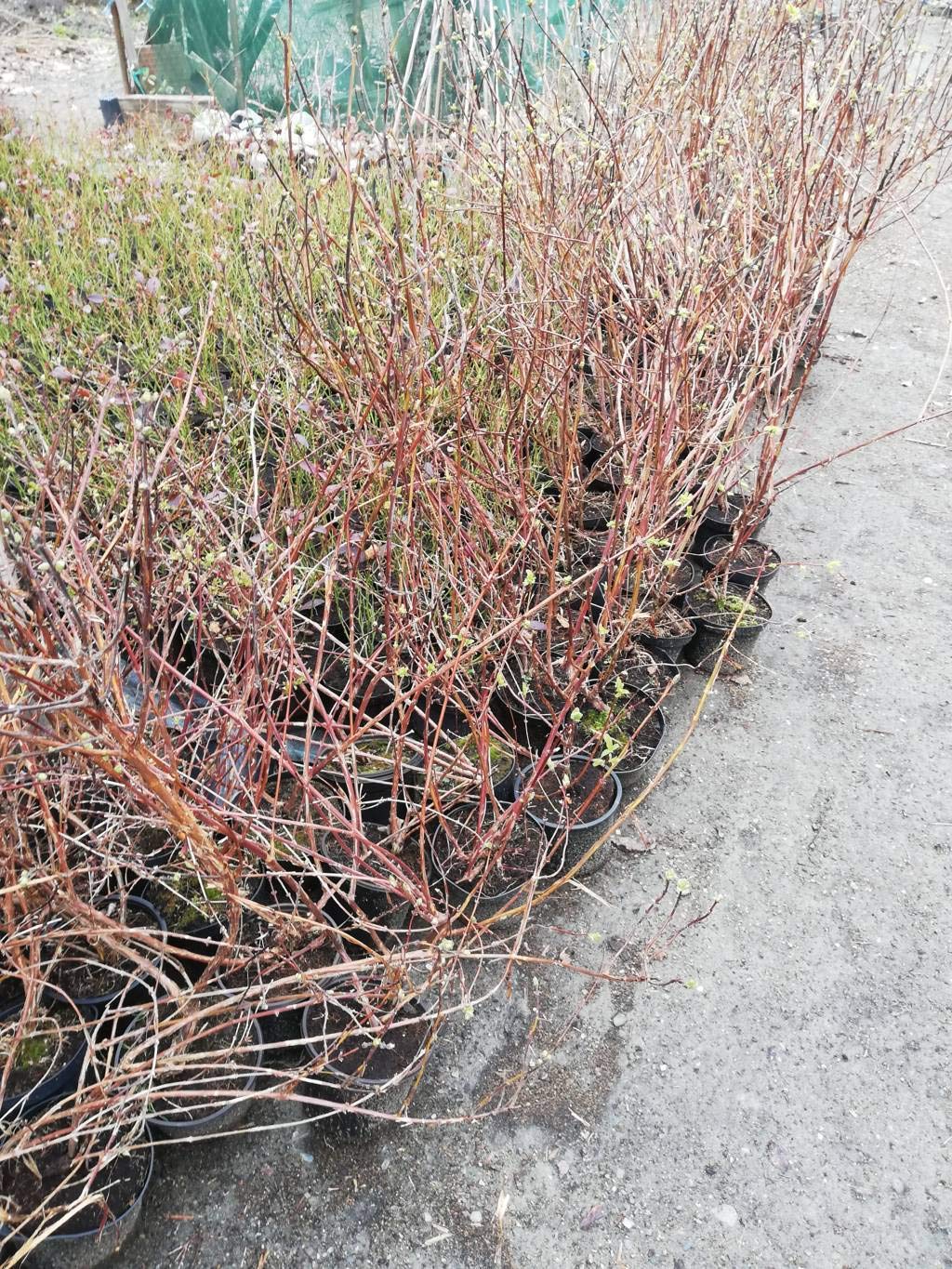 3 X MIRTILLO SIBERIANO LONICERA KAMTSCHATICA PIANTE DI 2 ANNI 30-40 CM