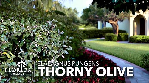 Vista 9 de Elaeagnus Pungens I 3 plantas vivas I Thorny Olive I Hardy arbusto de hoja perenne con flores fragantes, perfecto para setos, cribado y exhibición