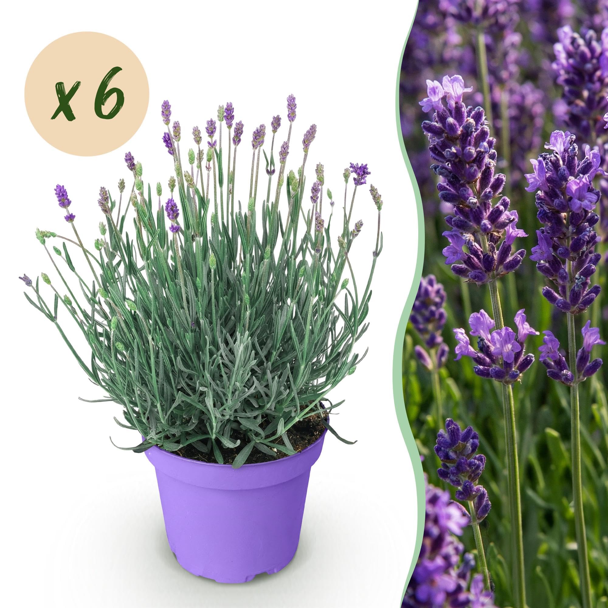 GreenboutiQ - Plante de jardin - Lavandula angustifolia Munstead - Lavande - Résistante à l'hiver - Violet - 6 Plantes - Pot 12cm - Hauteur 15-25cm