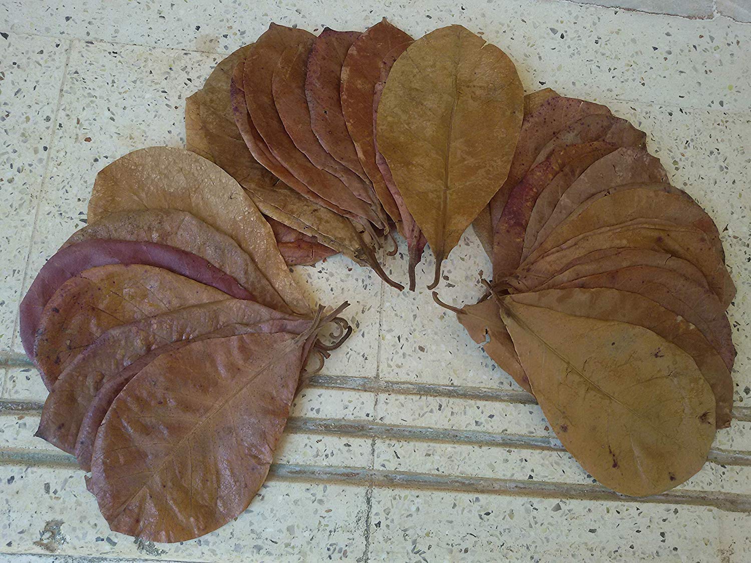 15 Natural Dried Almond Leaves, A+ Catappa, Ketapang for Betta Shrimp Discus Tetra Crab for Aquarium (B0C4Q5N3WB) Amazon Price History, Amazon Price Tracker
