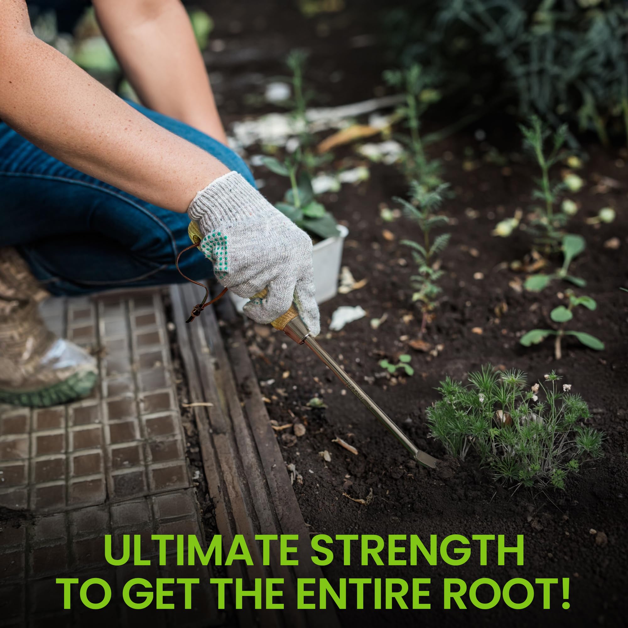 Garden Guru narzędzie do chwastów mniszka lekarskiego z ergonomicznym uchwytem z drewna FSC, do sadzenia, pielenia, pielęgnacji kwiatów i warzyw na trawniku, na podwórku, odporny na rdzę