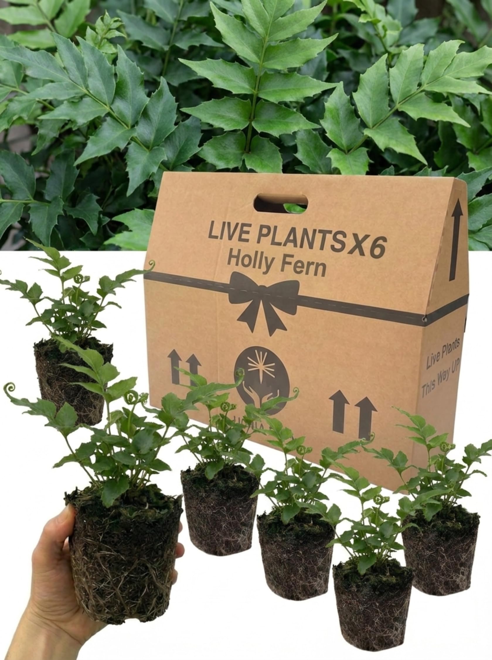 6 Holly Fern Plants – Cyrtomium Fortunei – 1 Litre Root Ball – Hardy Evergreen Perennial Ferns for Garden, Patio, Borders, Shade & Containers – Low Maintenance, Live Fern Plant Collection, UK Grown