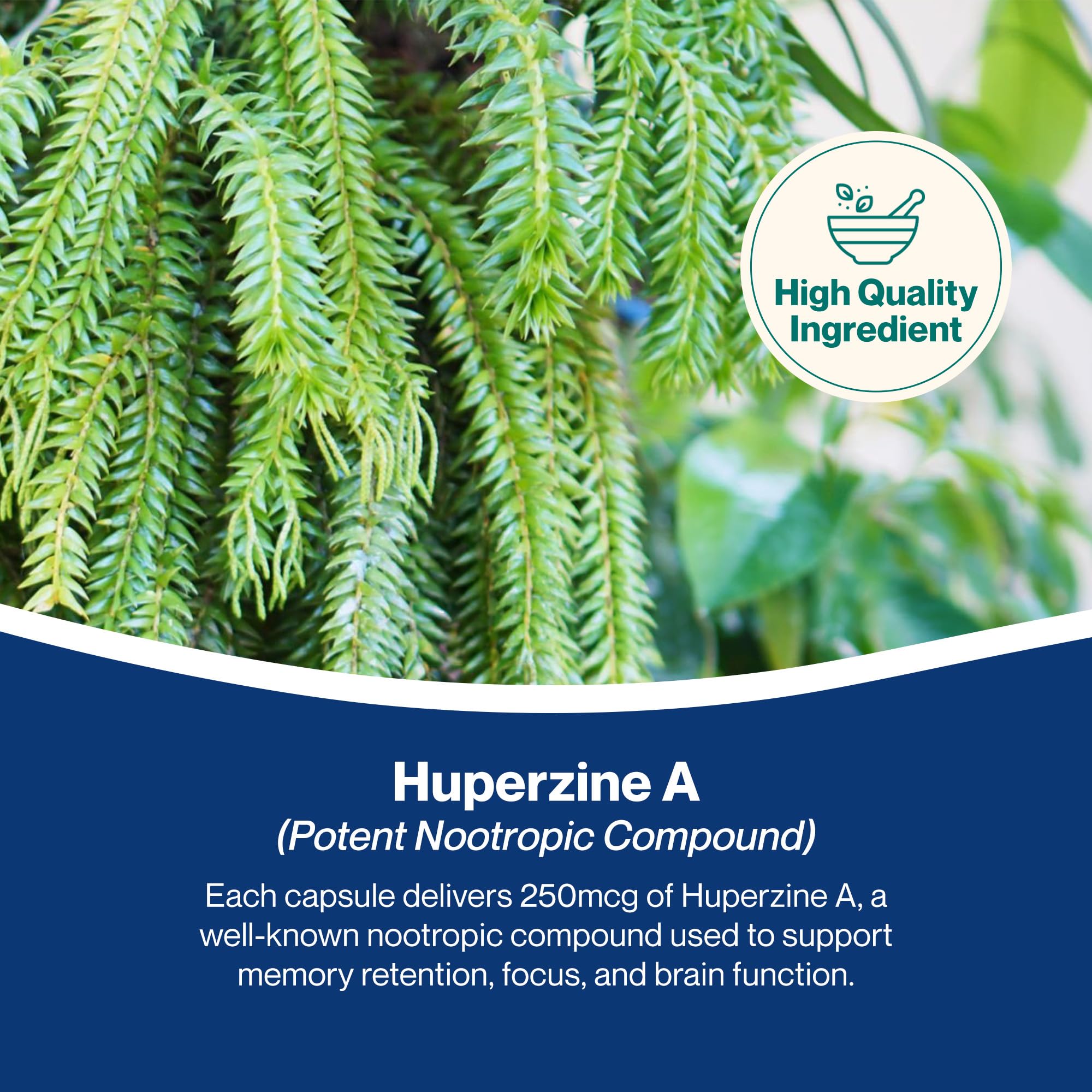 Hepatica Huperzina A 250 mcg | Extracto Estandarizado de Huperzia Serrata (1%) | 120 Cápsulas Veganas | Suministro para 4 Meses | GMP & laboratorio independiente