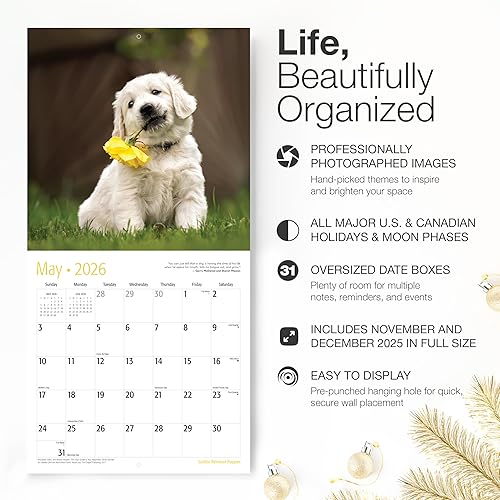 Miniatura 2 de RED EMBER Golden Retriever Puppies 2024 Calendario mensual de pared colgante  12 x 24 pulgadas abierto  Papel grueso y resistente  Regalo  Lindo