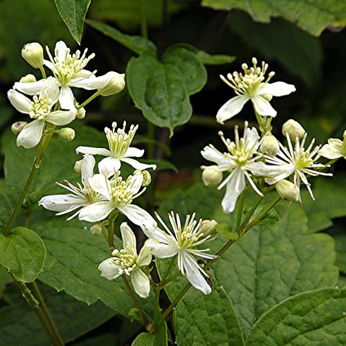 Miniatura 6 de Clematis Virginiana Seeds Virgin's Bower Clematis Vid caducifolia perenne atrae abejas resistentes a los ciervos Fragante Estanque corriente