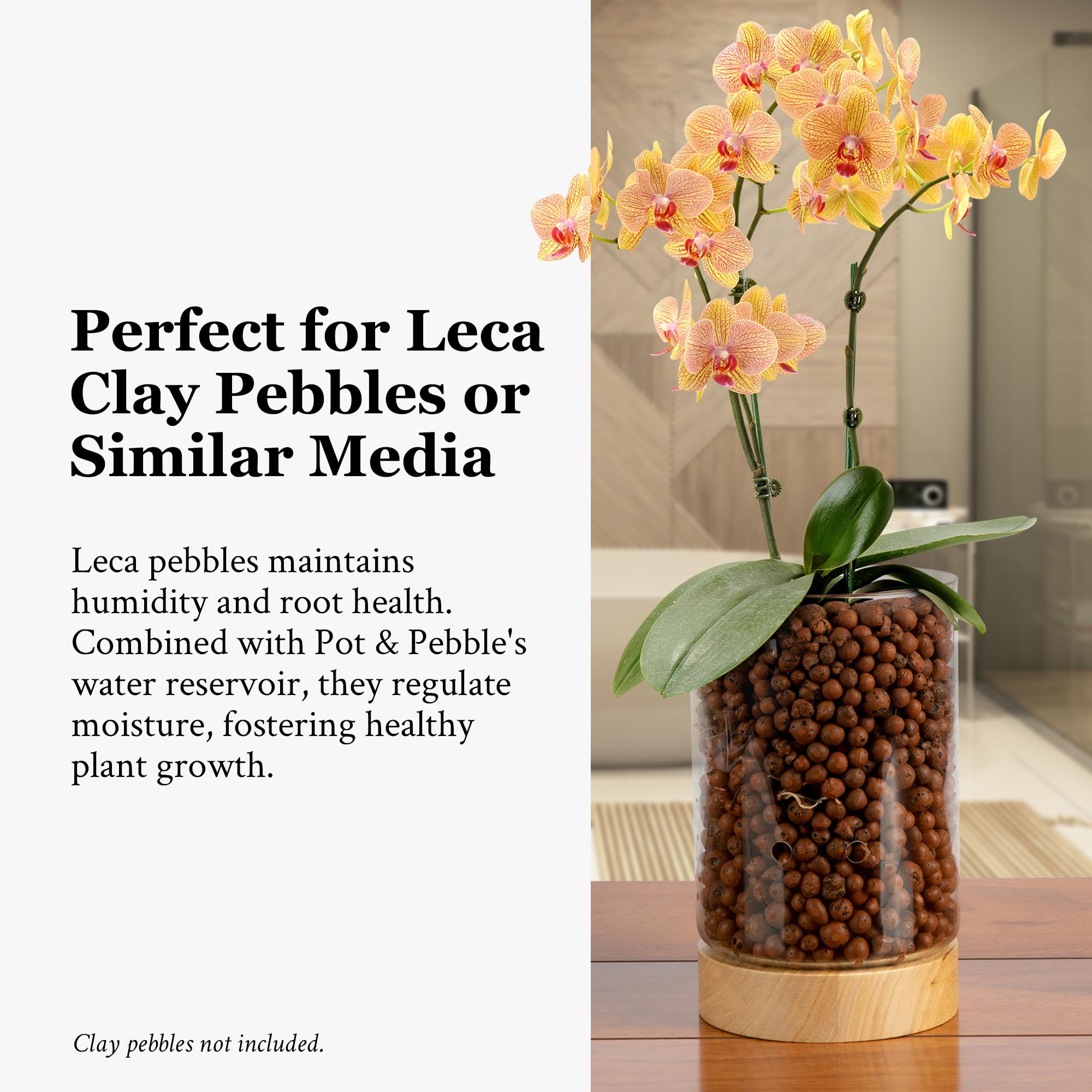 Pot & Pebble - Maceta de vidrio C1 con base de madera - Maceta de vidrio para interiores con agujeros de control de nivel de agua - Cultiva plantas en guijarros de arcilla LECA/medios similares