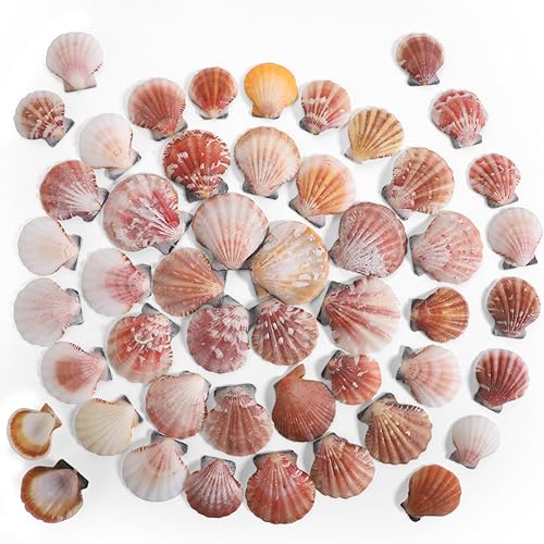 PPCLION 45 piezas de concha de vieira pequeña para decoración de manualidades, pequeñas conchas marinas para decoración del hogar, fiesta temática