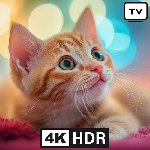Katzen-TV Interaktive Videos für Katzen
