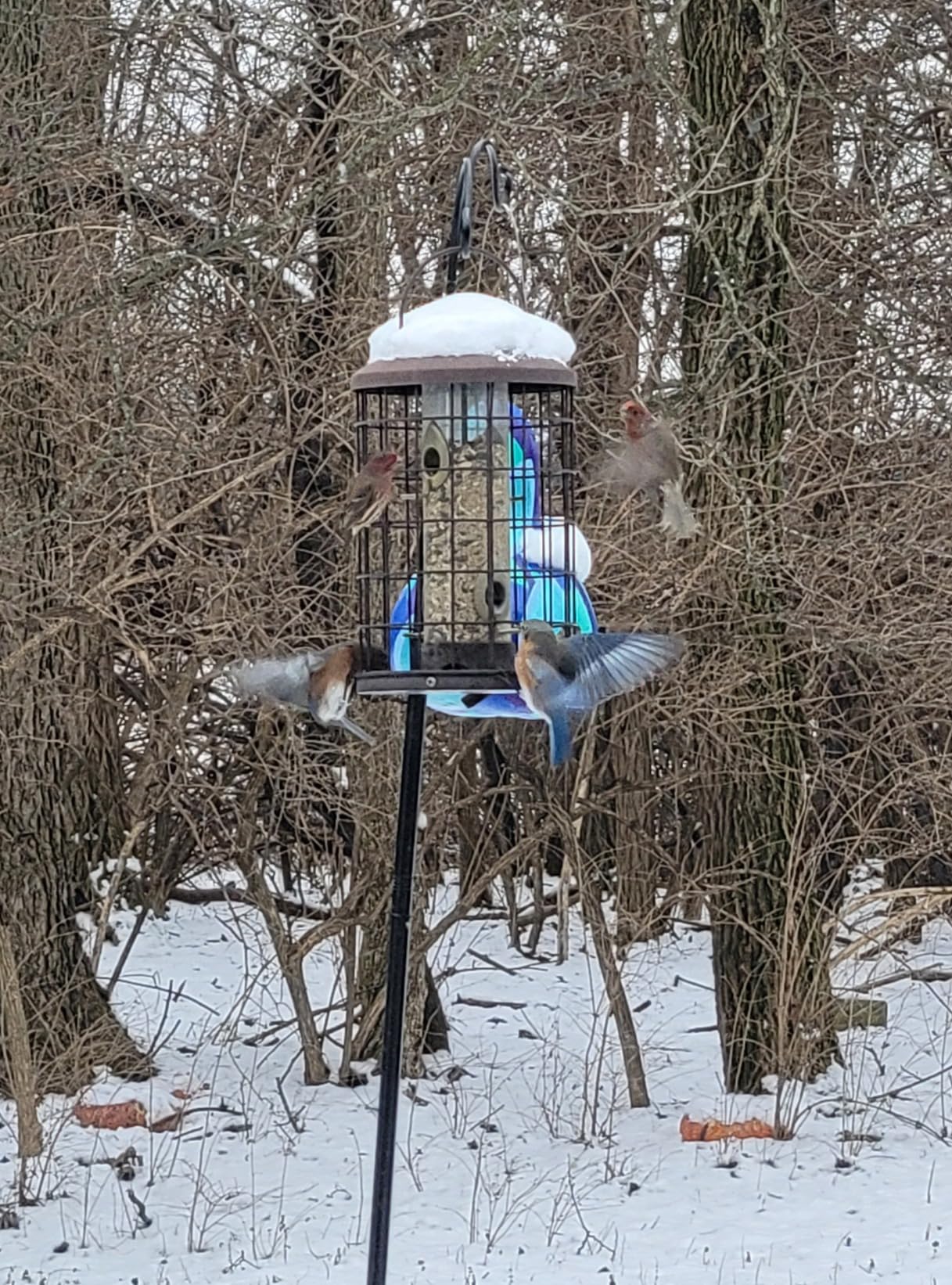 Kaytee Nut & Fruit Wild Bird Seed, 5 lb photo review