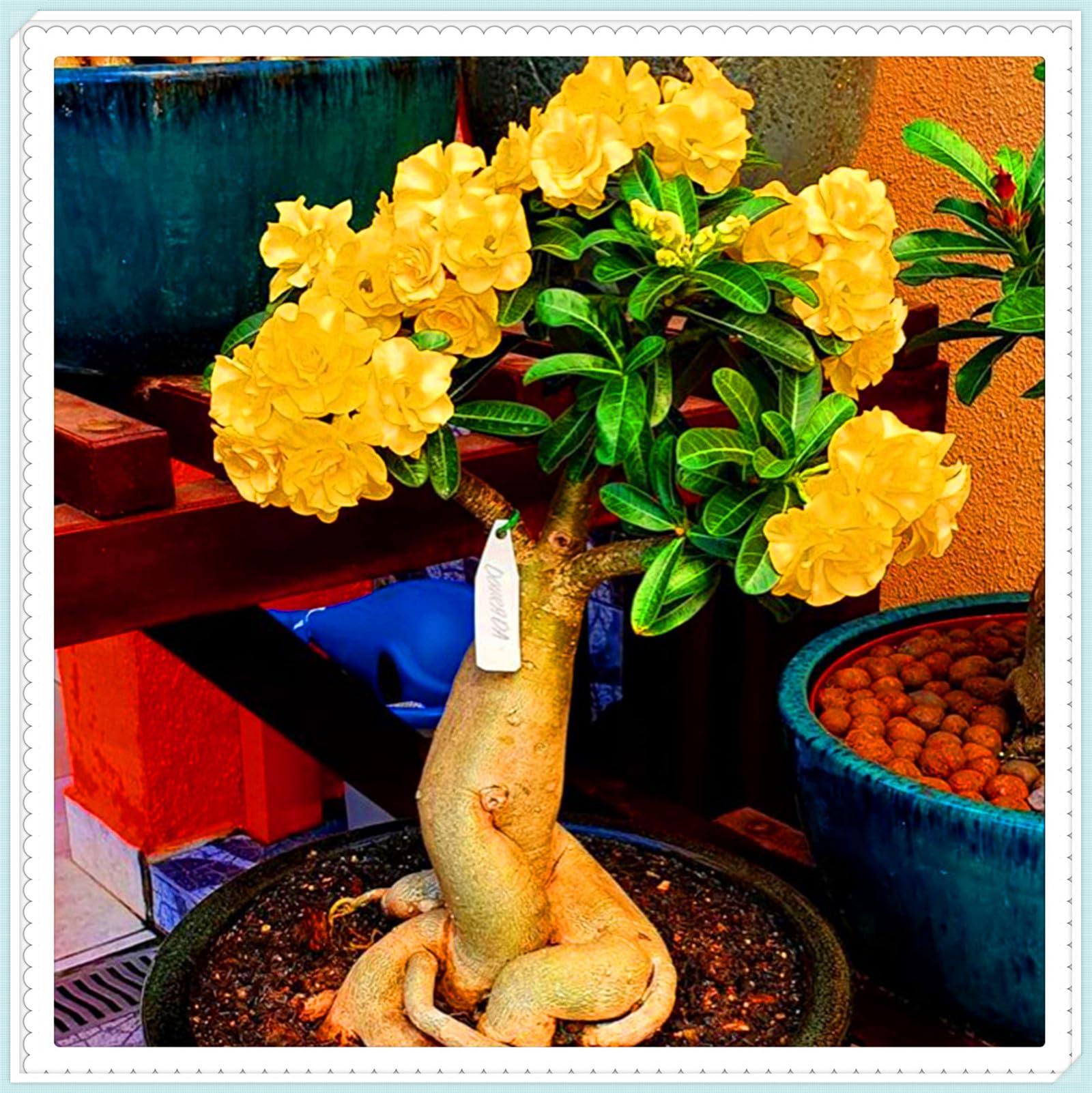 Perennial Desert Rose Tubers, Cold-Hardy & Drought-Tolerant, All Season Flowering, Suitable for Planting to Create Attractive Garden Displays-2bulbs-E