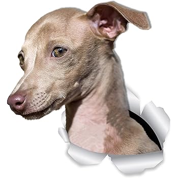 greyhound gifts amazon