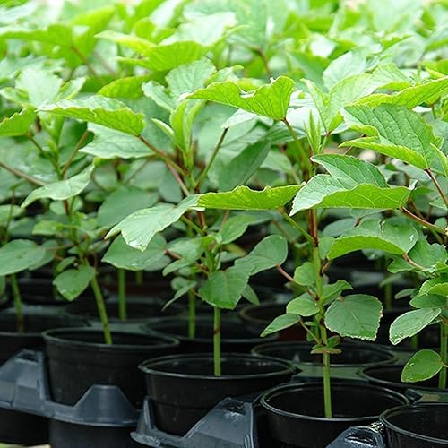 Miniatura 6 de Palm Beach Medicinal Herbs - Roselle Rojo (Hibiscus sabdariffa) - Paquete de 50 Semillas