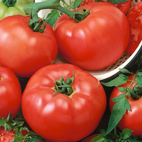 Semillas de tomate Container Choice Red F1 - Paquete - Semillas de verduras, semillas híbridas fáciles de cultivar y mantener, crecimiento rápido,