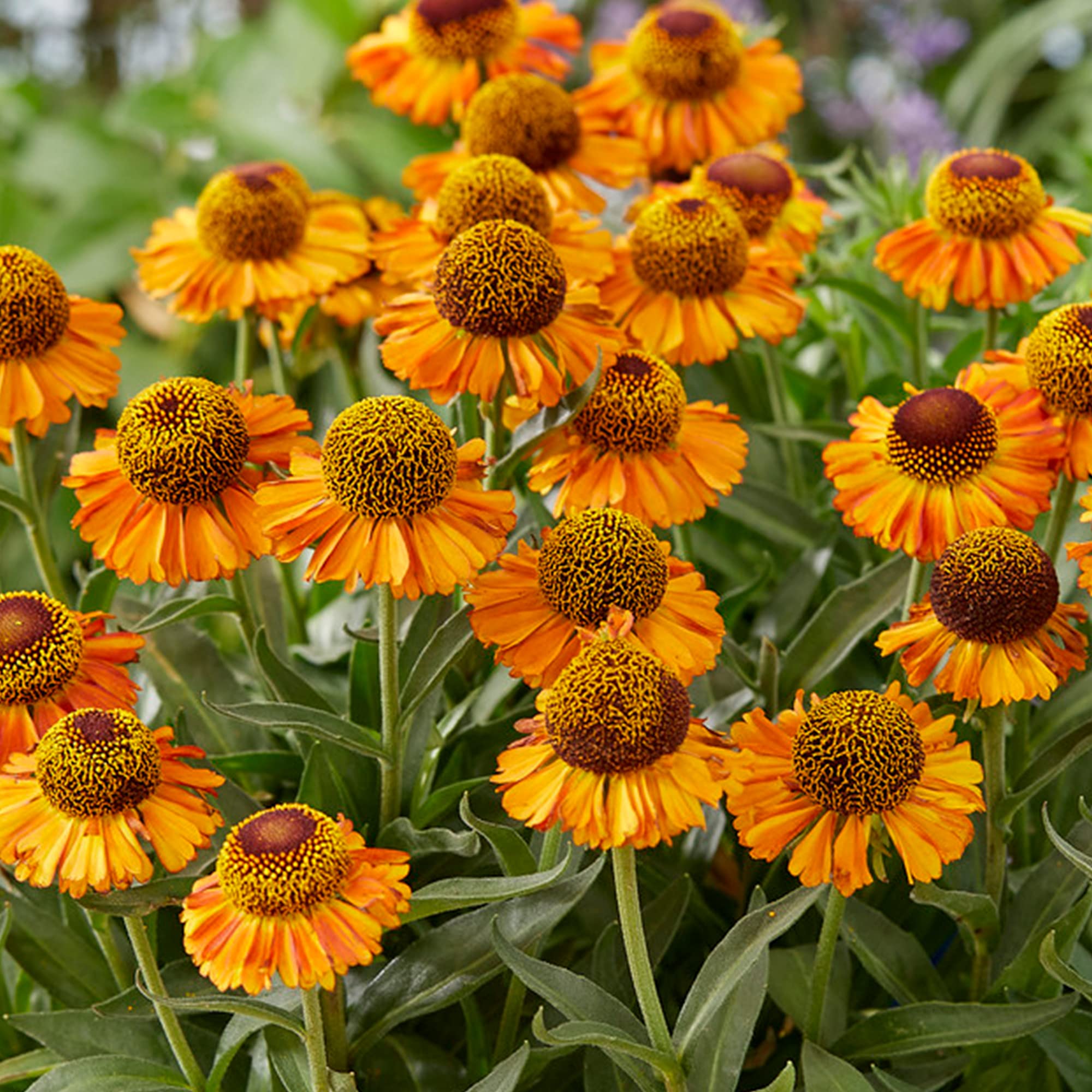 Helenium Short and Sassy Sneezeweed Compact Yellow Flowering Perennial Plant (30-40cm Incl. Pot)