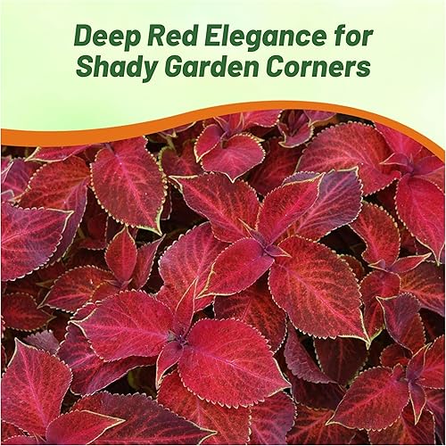 Miniatura 5 de Outsidepride Wizard Velvet Red Coleus Semillas para plantar  200 piezas anuales, compactas y fáciles de cultivar, semillas de flores con follaje