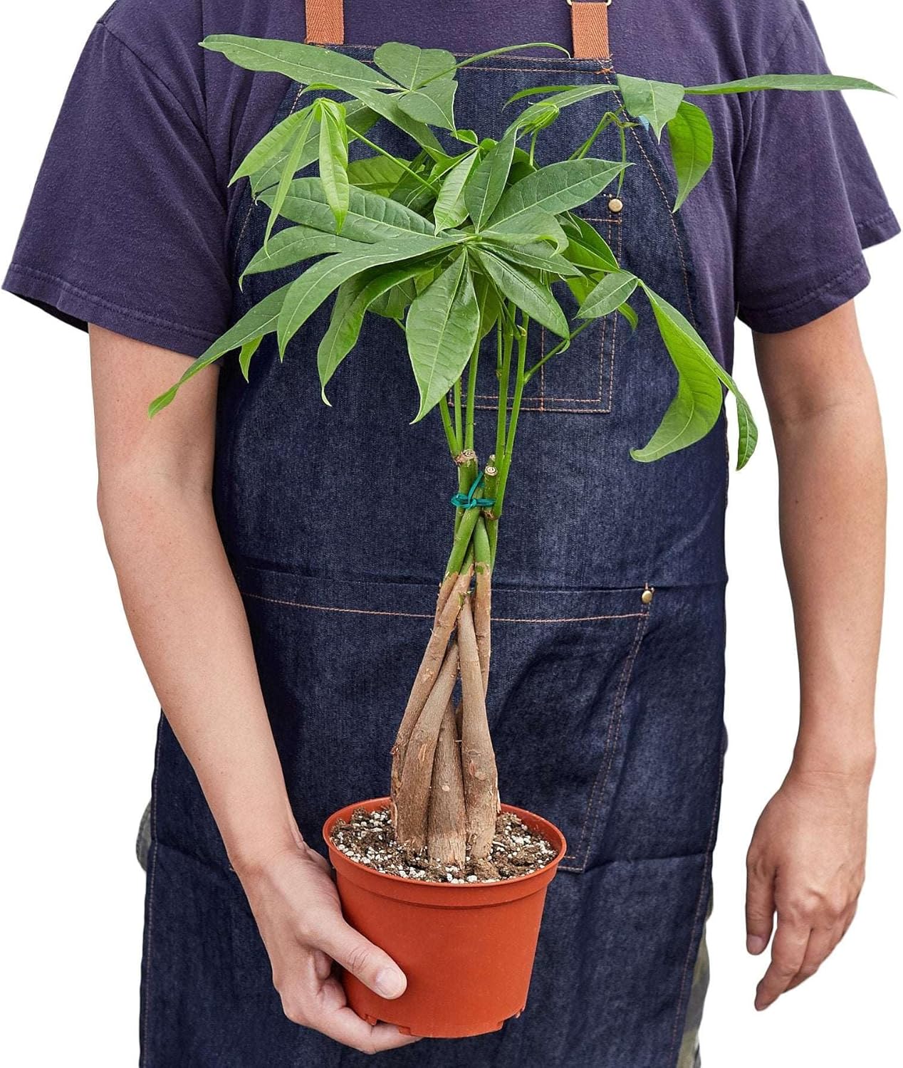 Money Tree 'Guiana Chestnut' Pachira Braid Live Plant for Indoor | Different Houseplants in 4'' & 6'' Pot | Real House Plant for Living Room, Office, Desk & Bathroom |