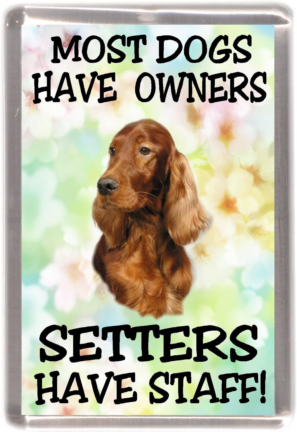 Irish Setter Dog Fridge Magnet - Most Dogs Have Owners Setters Have Staff