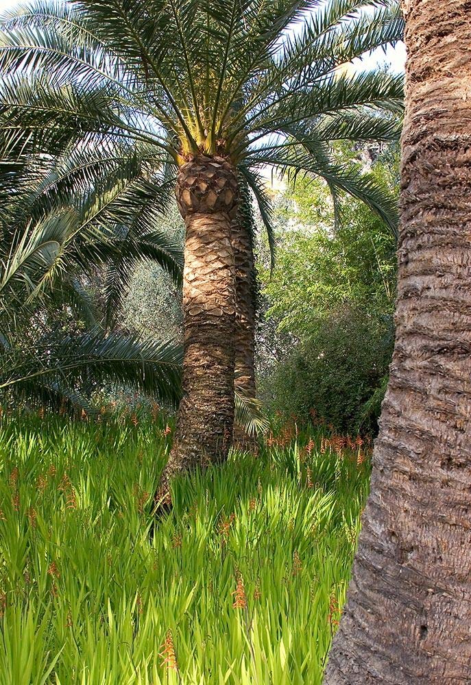 Riviera Garden Palm II - Póster impreso por Rita Crane (24 x 36)