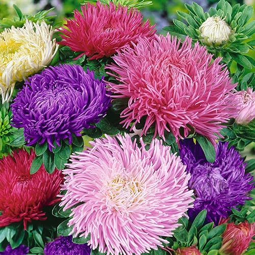 Miniatura 9 de Eden Brothers Aster Seeds (Peony Duquesa) - Albaricoque