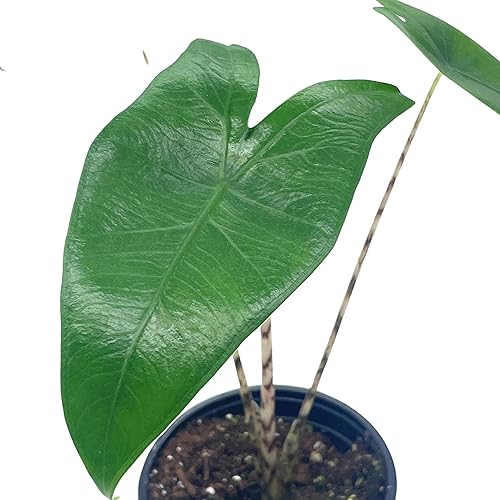 Miniatura 7 de BubbleBlooms Alocasia Zebrina en una planta cebra de 4 pulgadas, tallos a rayas