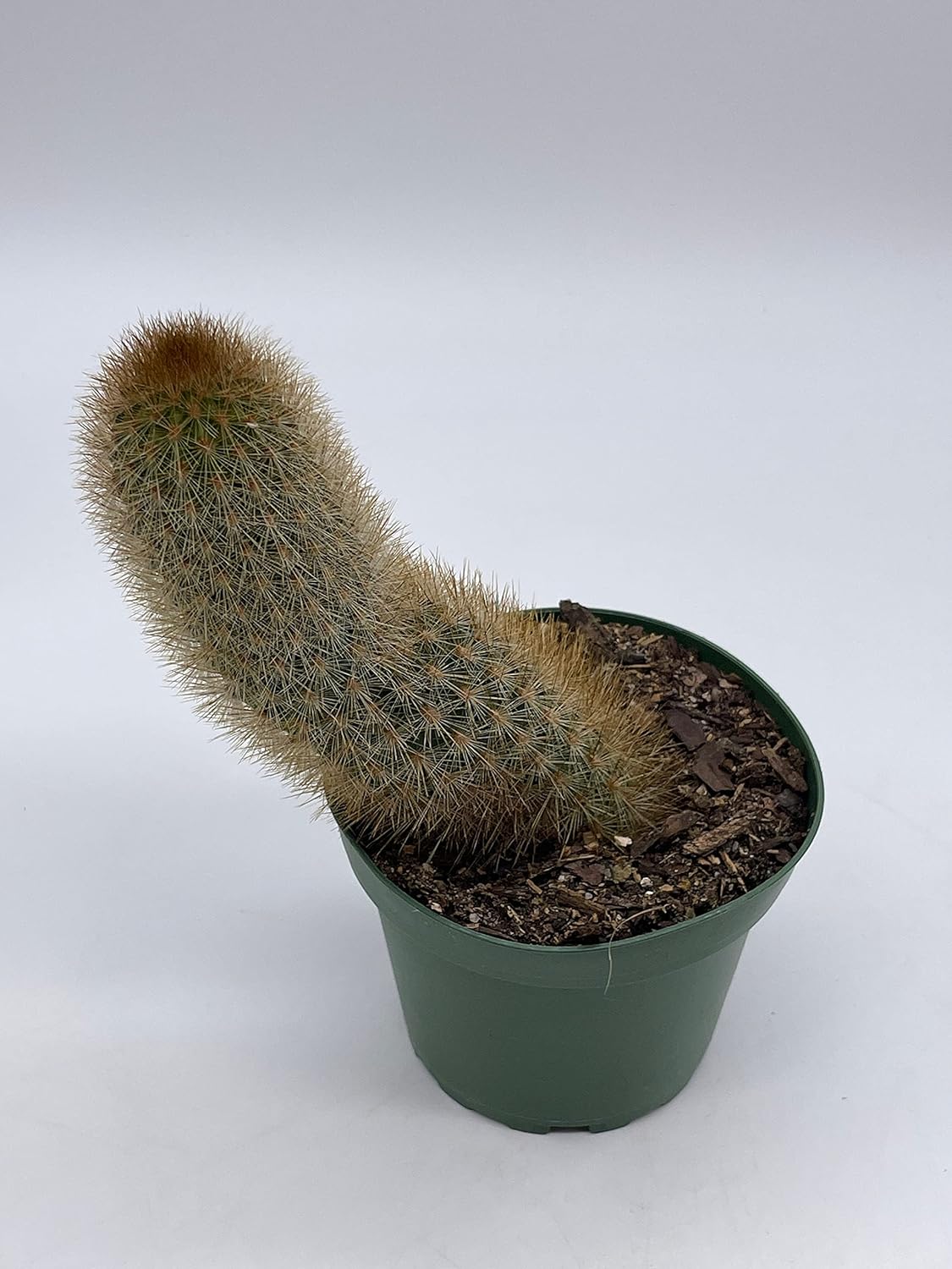 BubbleBlooms Echinopsis Tarijensis Texas Rainbow Cactus in a 4 inch Pot