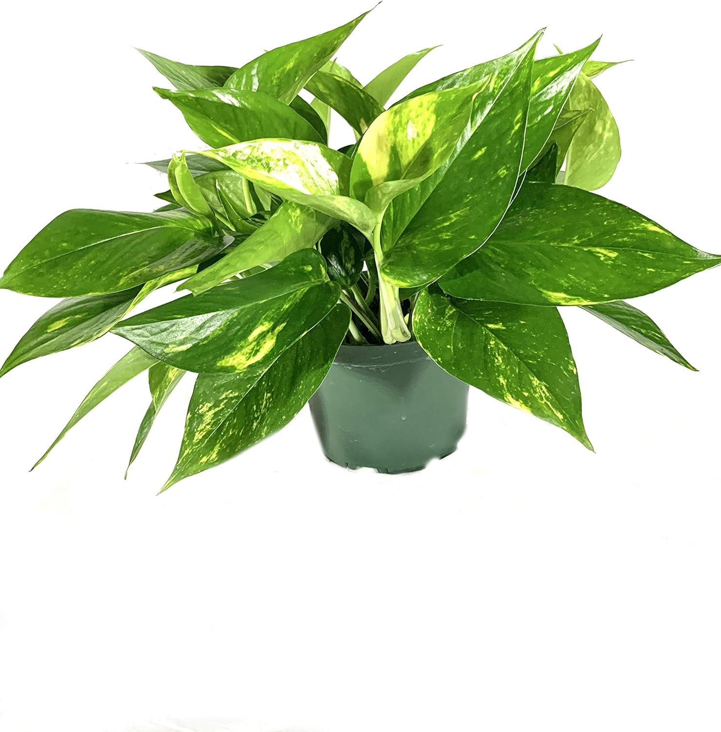 Devil's Ivy Pothos Plant - Live Plant in a 6 Inch Pot - Epipremnum Aureum - Beautiful Easy to Grow Air Purifying Indoor Plant