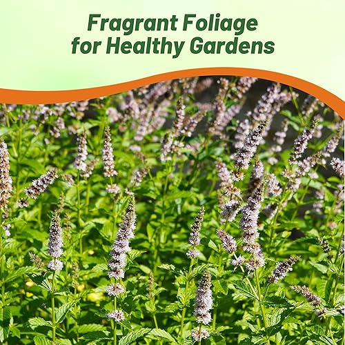 Miniatura 7 de Outsidepride Semillas de menta verde  20,000 piezas de semillas de hierbas de menta perennes, aromáticas, fáciles de cultivar para plantar en