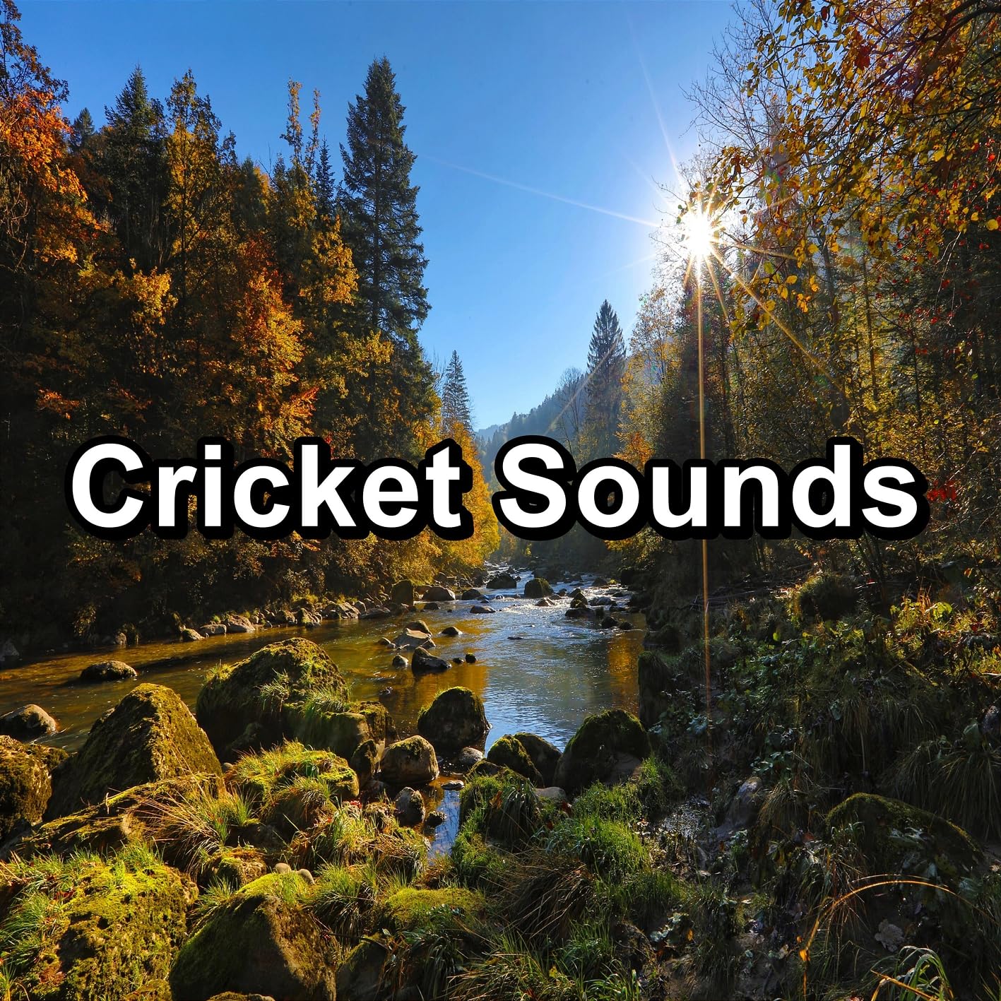 Crickets - Tinnitus Sleep Solution