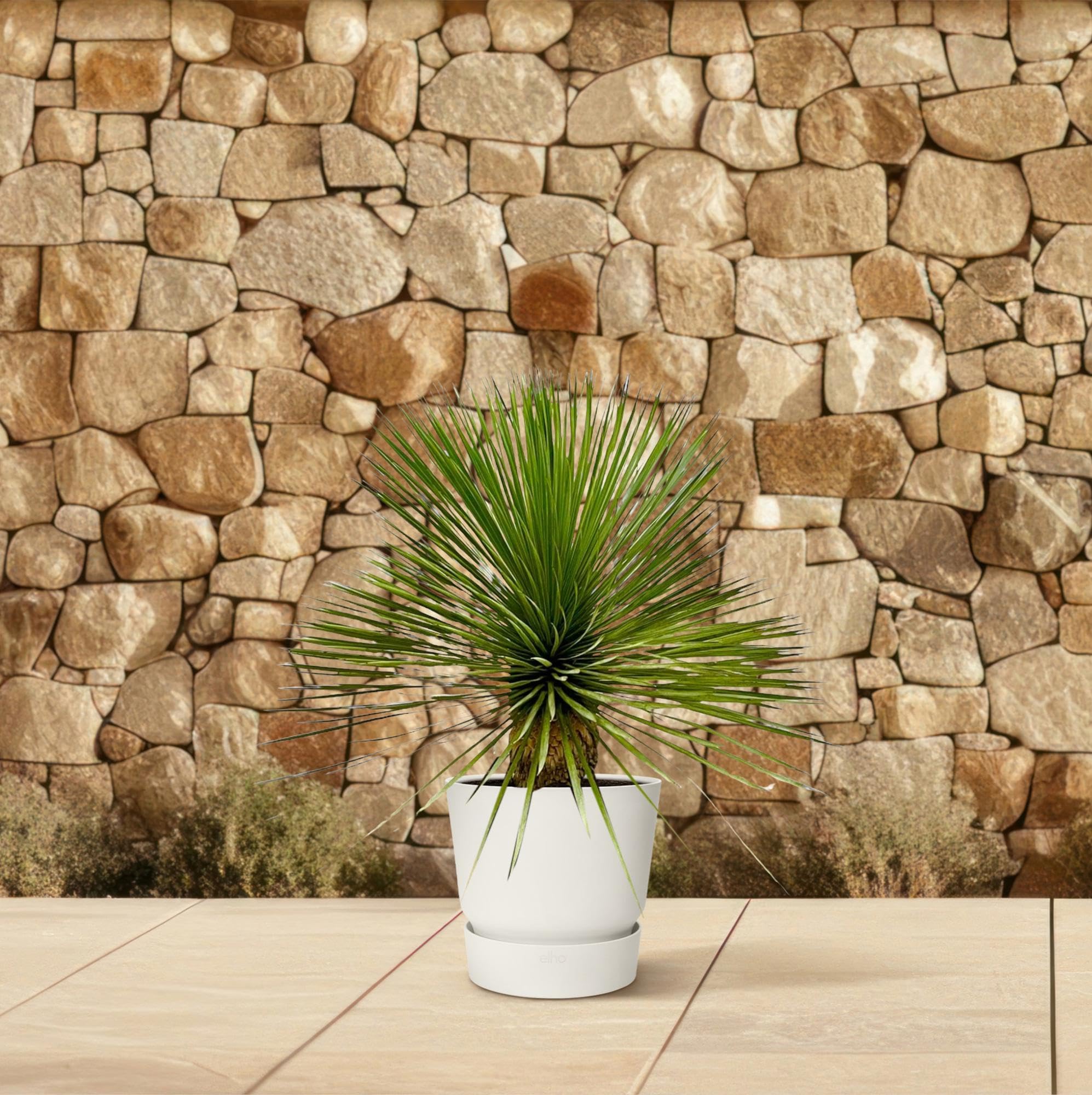Yucca Rostrata łodyga, roślina do użytku wewnątrz i na zewnątrz, niebiesko-zielona, 70 cm, Ø 27 cm