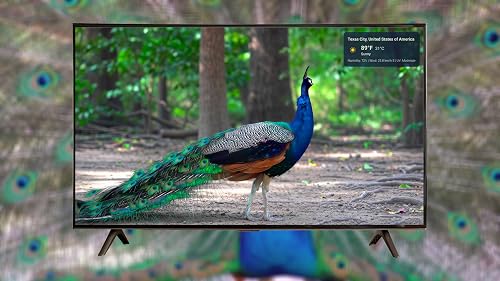 Embellissez votre écran avec des vidéos de paons 4K, des sons de la nature, une horloge et la météo. – vue 4
