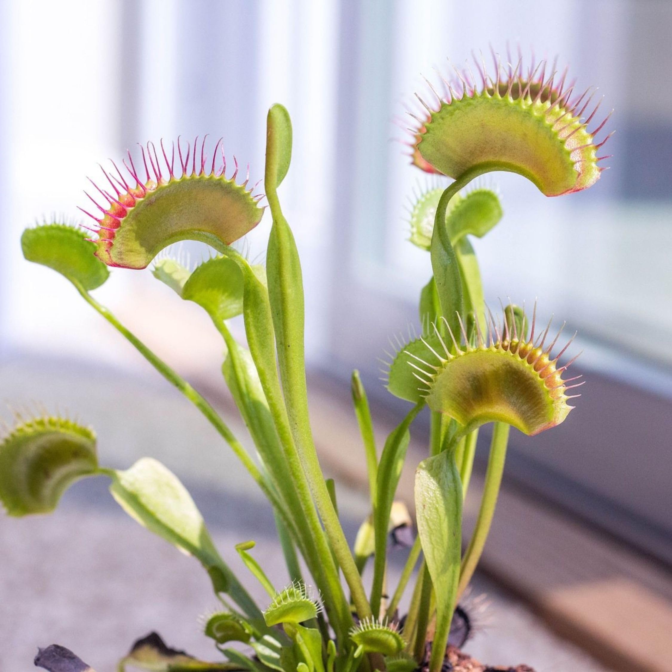 Dionaea Muscipula Venusfliegenfalle Set von 3 Fleischfressende Pflanze Topf 5,5 cm Höhe 5-10 cm