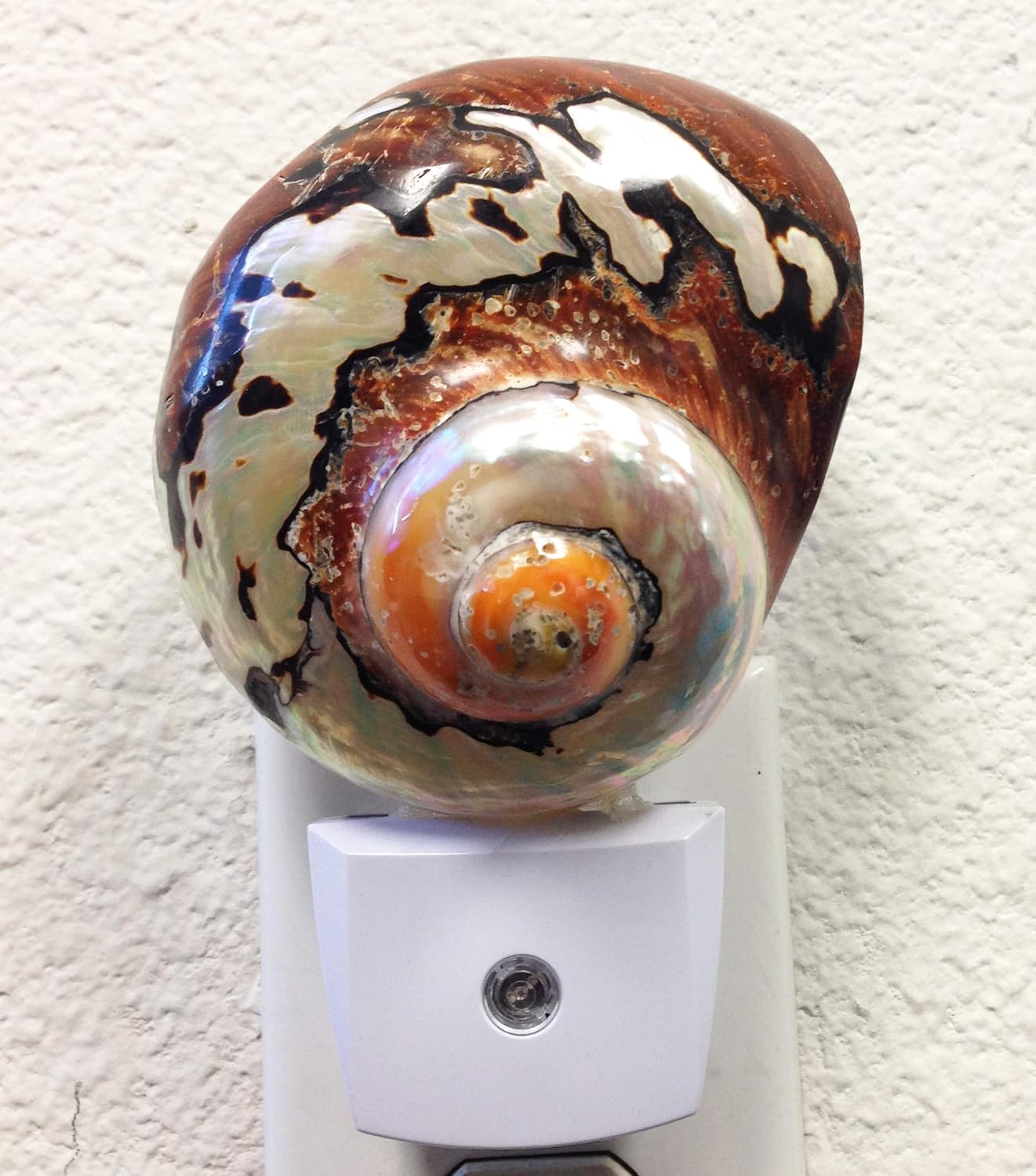 PEPPERLONELY Brown African Jade Turbo Shells Night Light