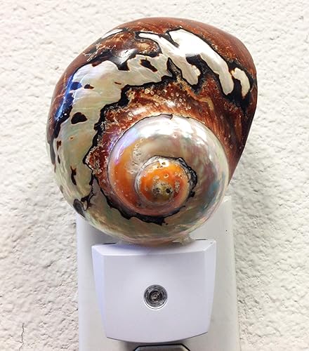 Vista 8 de PEPPERLONELY Conchas de mar moradas, luz nocturna natural, conchas marinas, decoración del hogar, tamaño de concha de 3 pulgadas 21#. Muffin Caracol