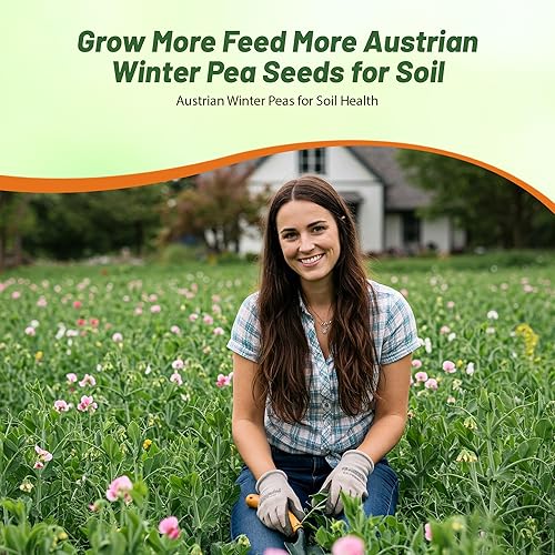 Miniatura 6 de Outsidepride Semillas de guisantes de invierno austriacos para plantar, bolsa de 1 libra (cultivo de cobertura de temporada fría, semillas de