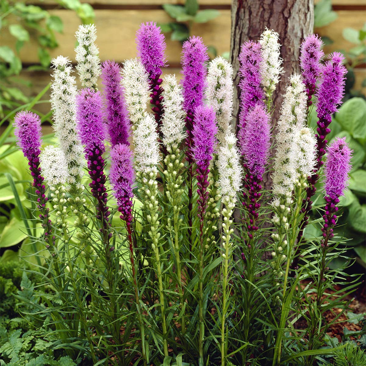 Van Zyverden Liatris Mixture