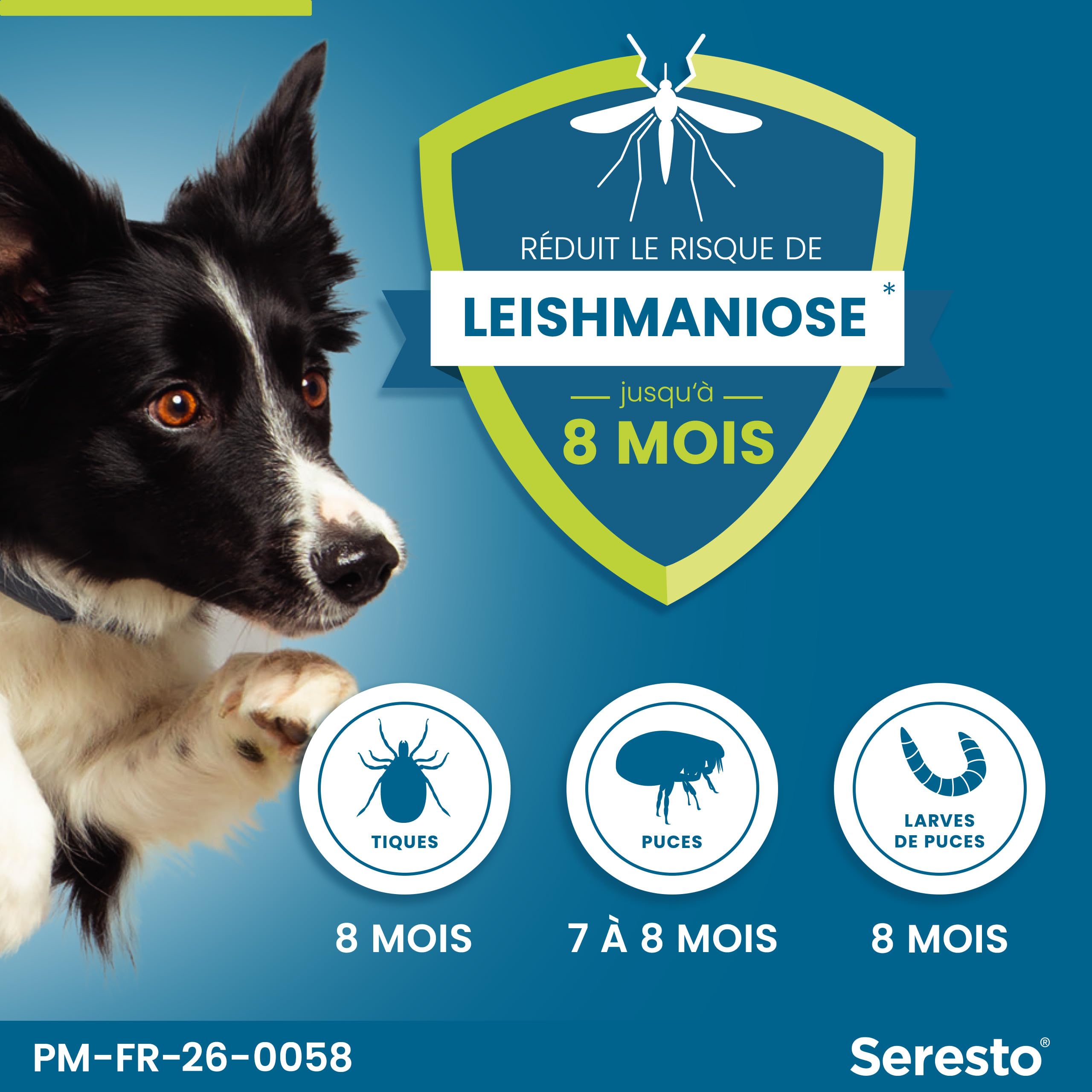Seresto Collier Grands Chiens – 2 Protections anti puces et anti tiques pour grands chiens de plus de 8 kg – Collier Seresto pour chien 7 à 8 mois de protection, réduit le risque de leishmaniose –Gris