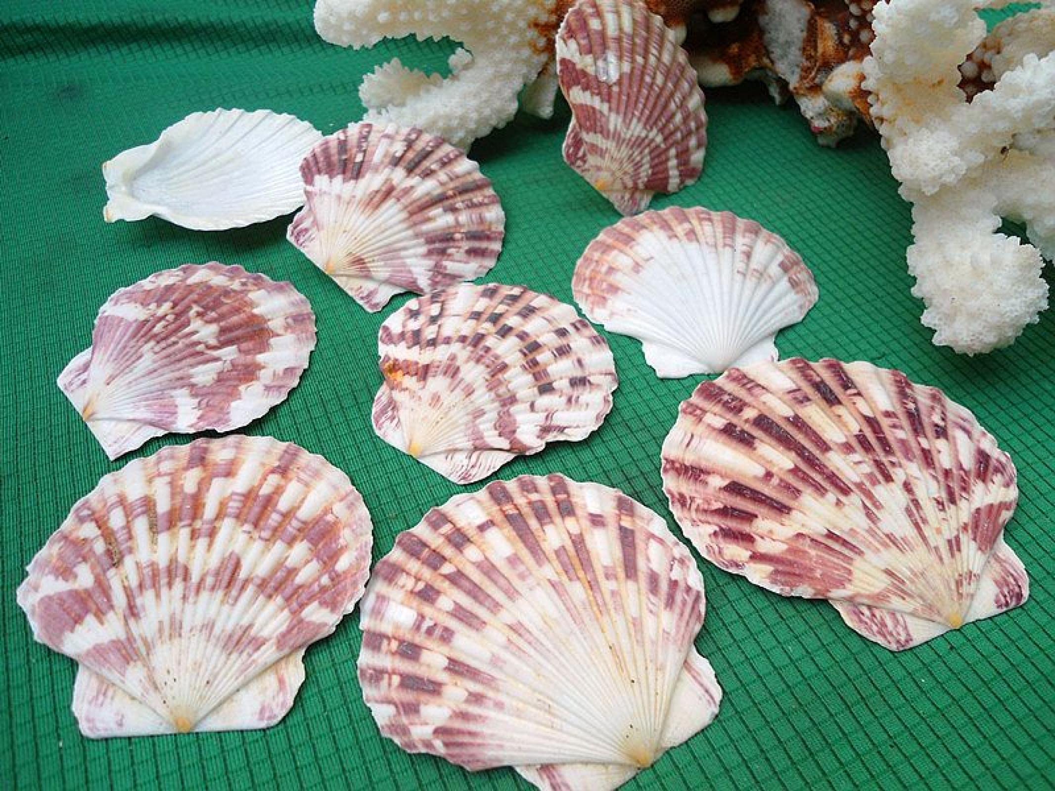 Coquilles de couleur conque naturelle pour décoration de table et loisirs créatifs
