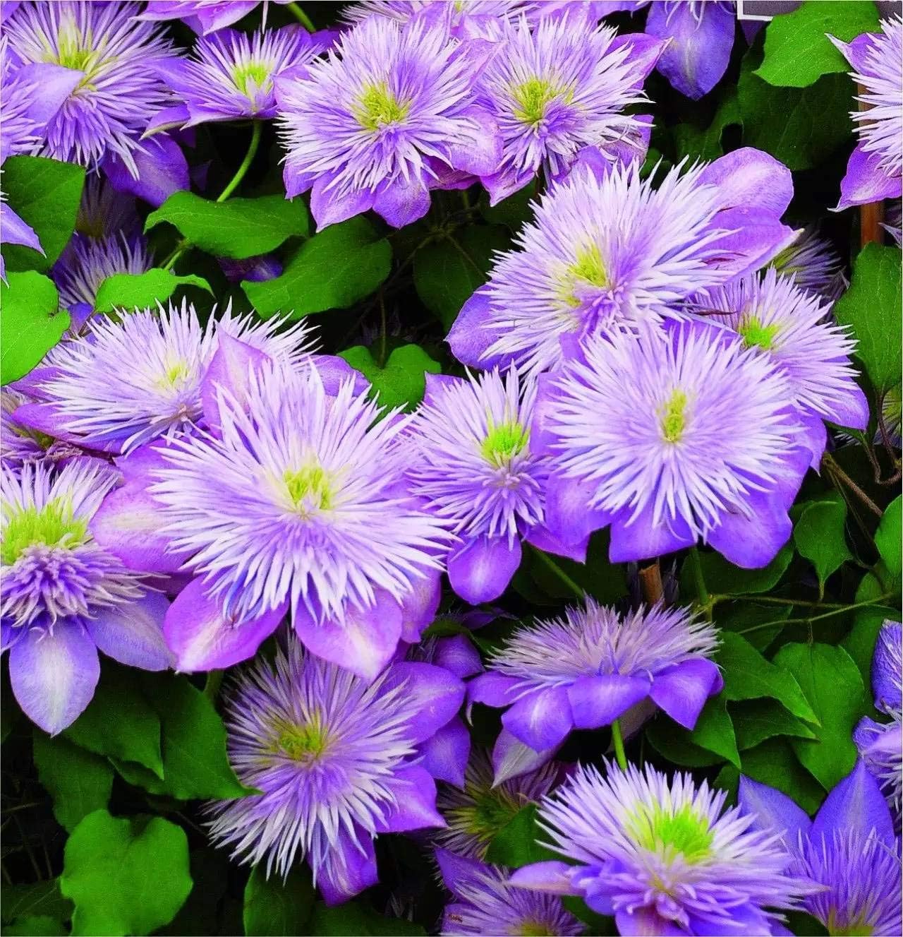 Clematis Pflanze Winterhart Mehrjährig Kletterpflanze Winterharte