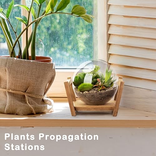 Miniatura 5 de Terrario de plantas de vidrio Monoture con soporte de madera como decoración para suculentas, estaciones de propagación de plantas de escritorio,